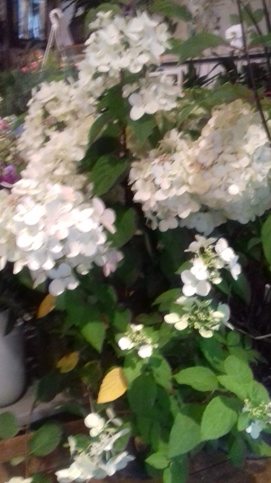 Hortensia grimpant blanc