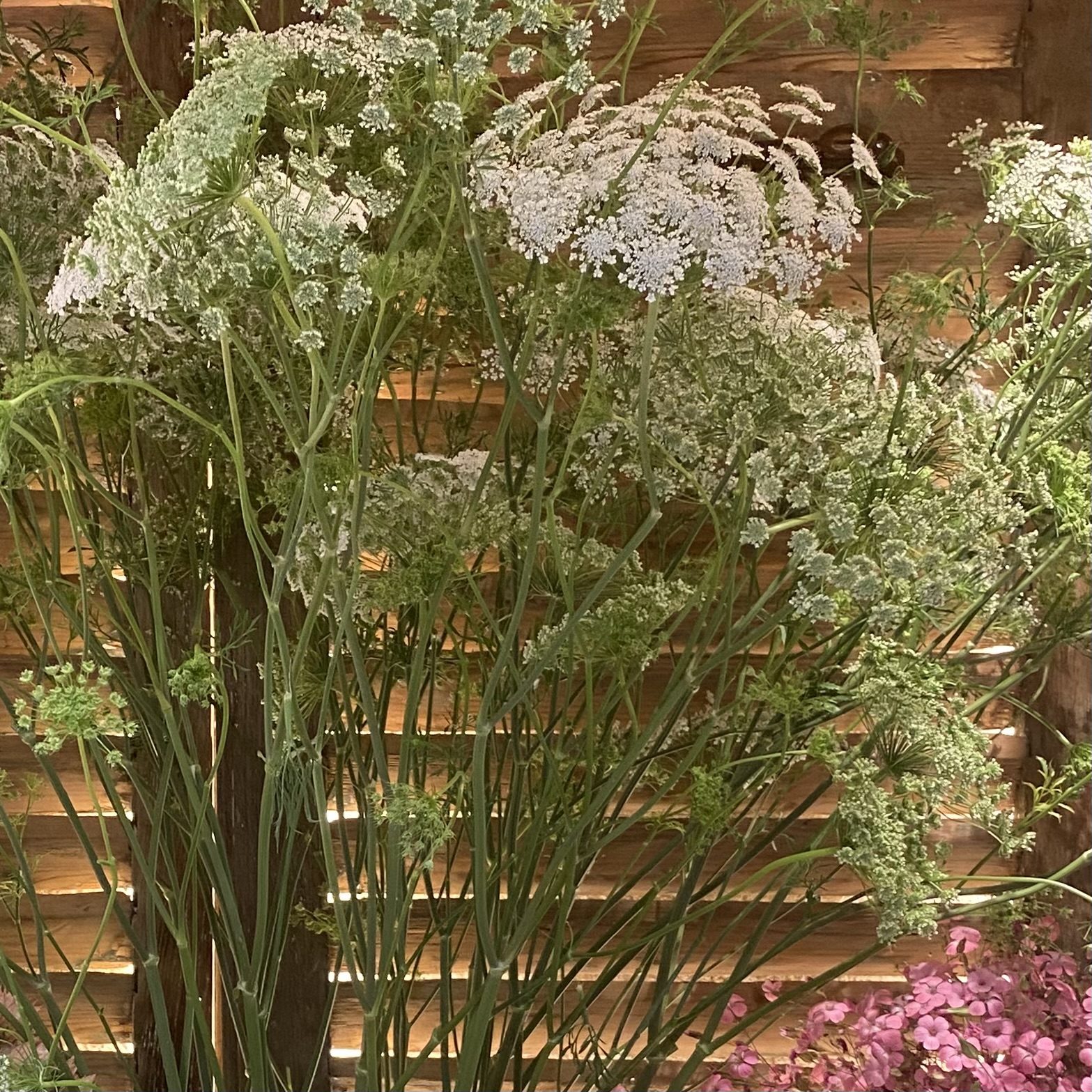 Grandes ombelles et fleurs des champs
