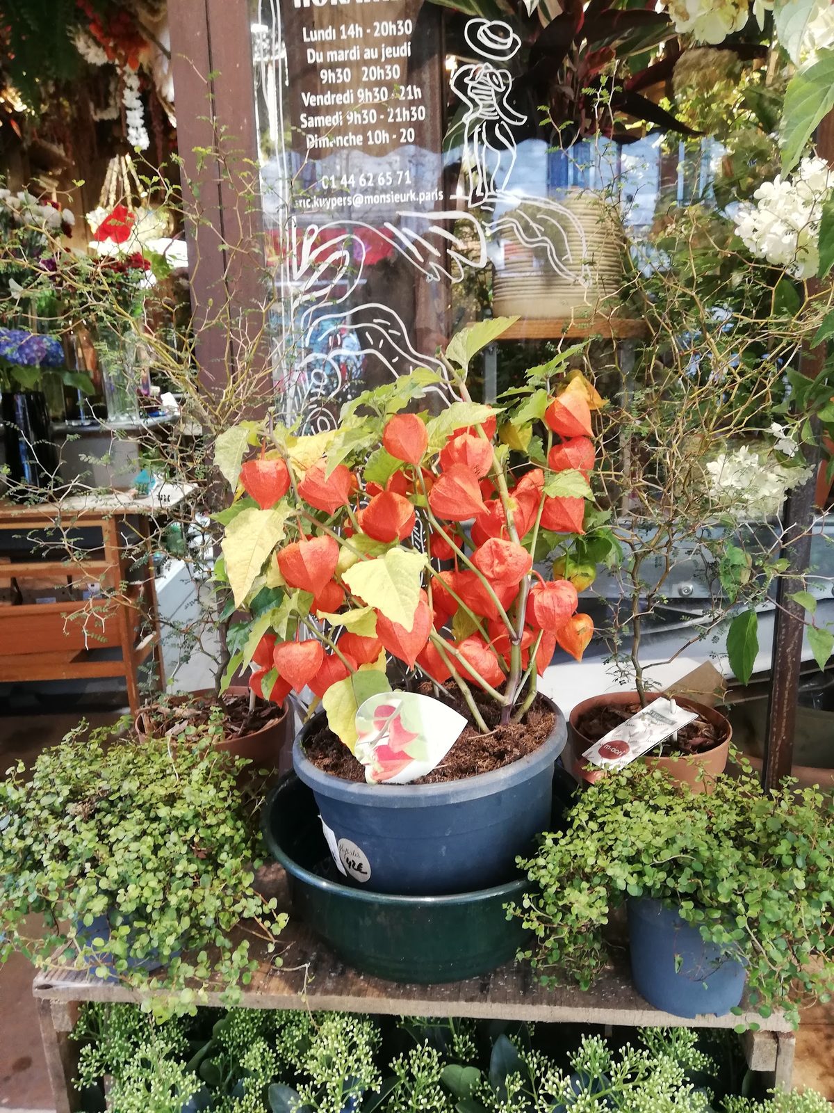 Physalis orange et plantes devant la boutique