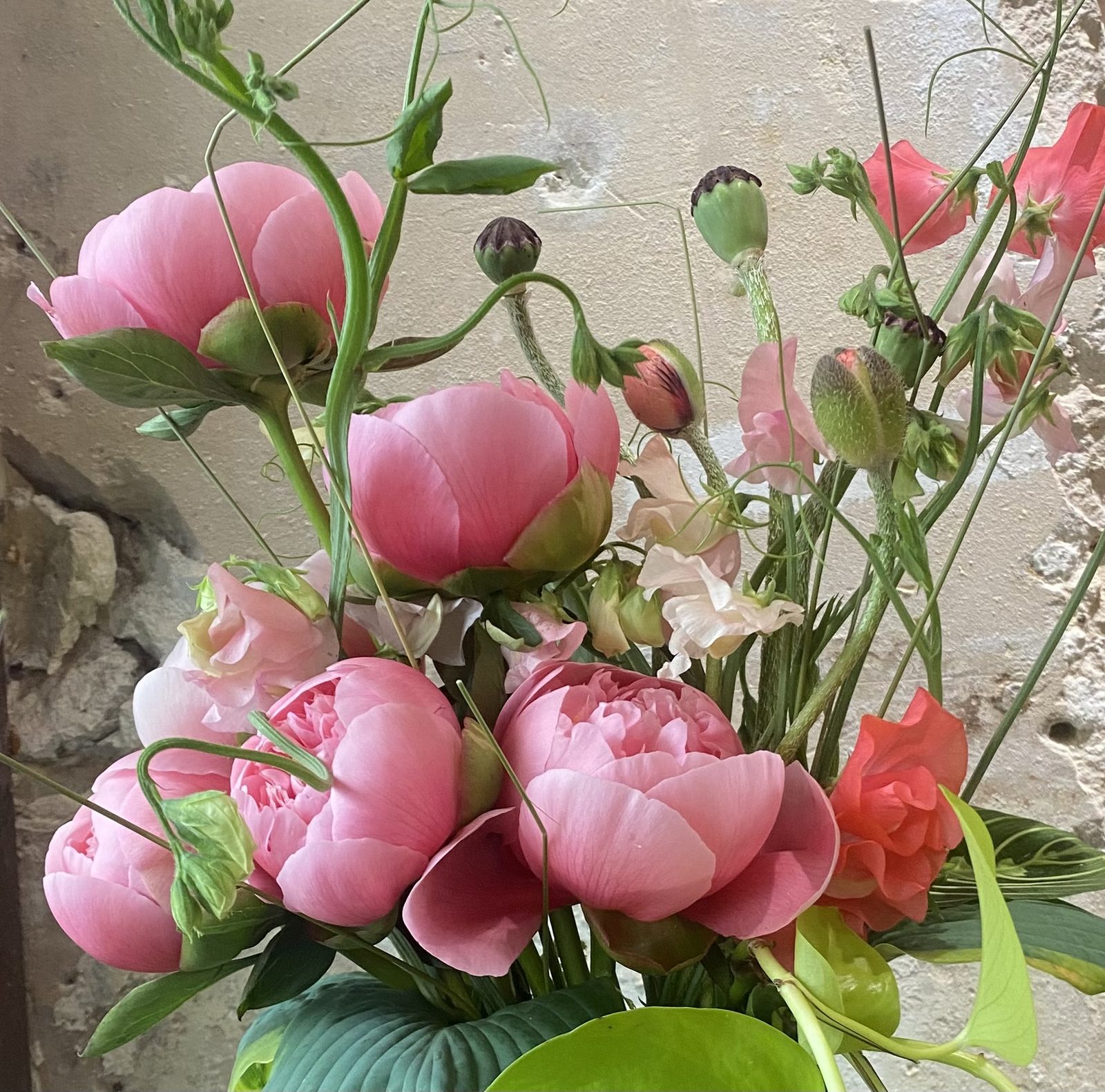 Pivoines roses